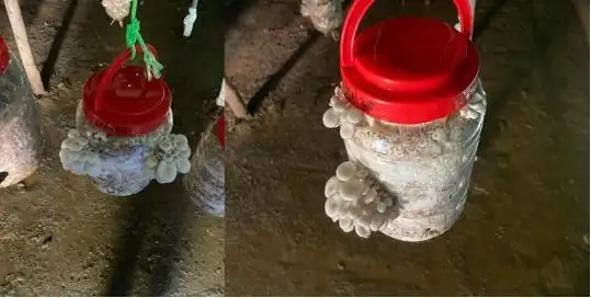 INNOVATIVE mushroom_7