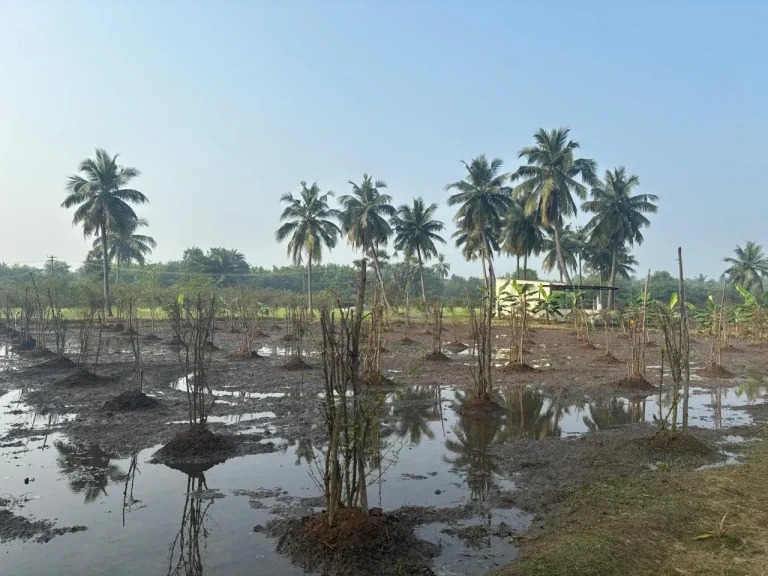 Application of irrigation in Pomegranate